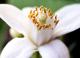 The Tangy National Orange Blossom Day 